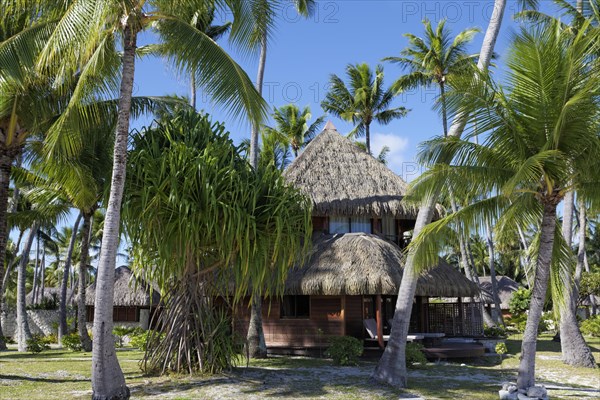Luxury bungalow with palm trees
