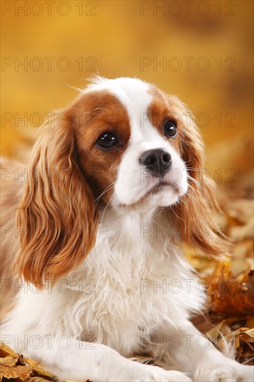 Cavalier King Charles Spaniel