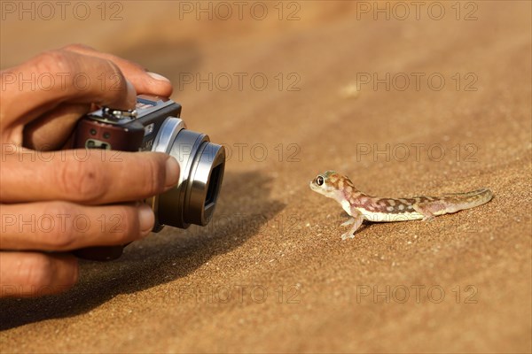 Palmato-Gecko is photographed