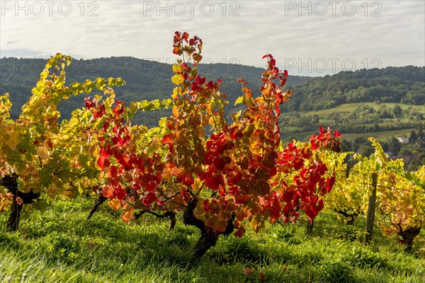 Vineyards in autumn
