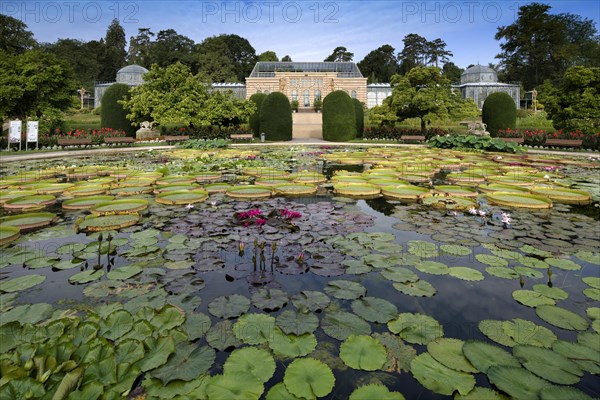 Lily pond