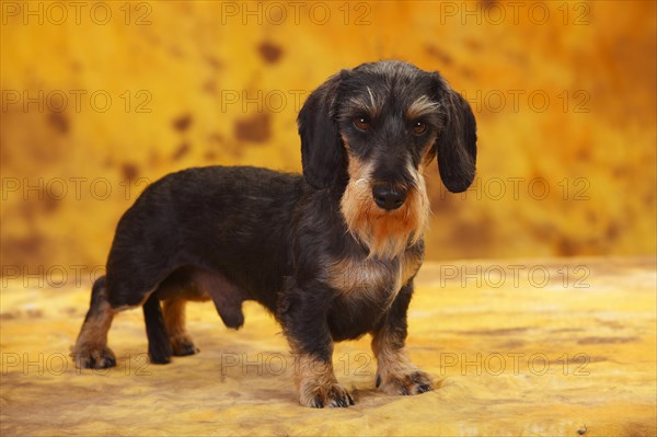 Little Grey-haired Dachshund