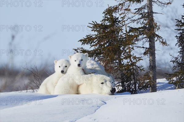 Polar bears (Ursus maritimus)