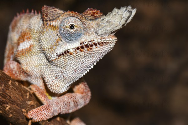 Lesser chameleon (Furcifer minor)
