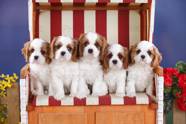 Cavalier King Charles Spaniel