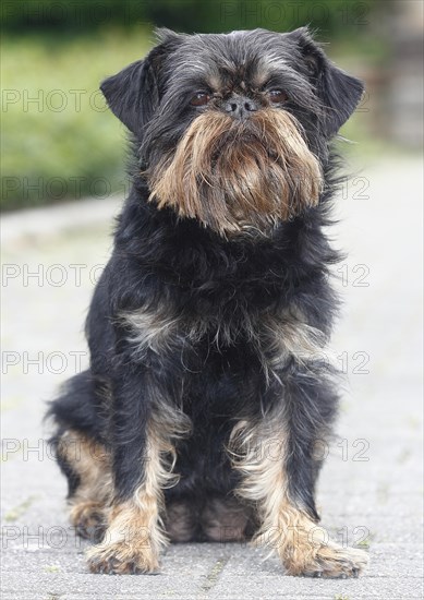 Griffon Bruxellois