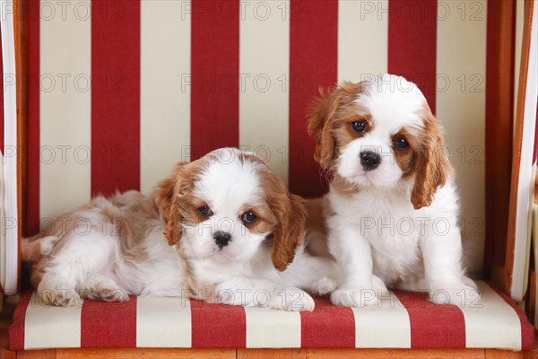 Cavalier King Charles Spaniel