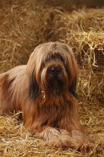 Briard