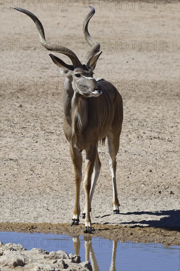 Greater kudu (Tragelaphus strepsiceros)