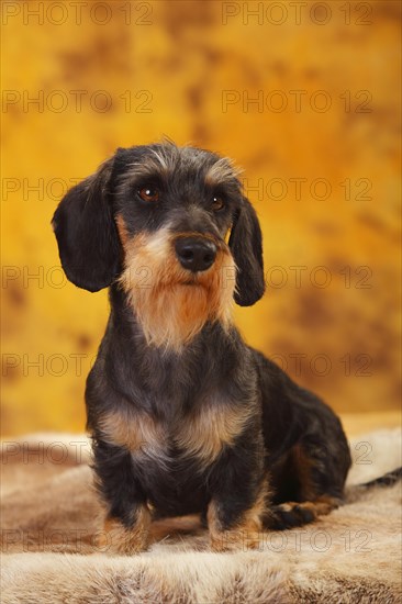 Little Grey-haired Dachshund