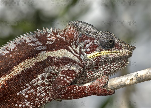 Panther chameleon (Furcifer pardalis)