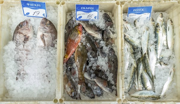 Edible fish for sale