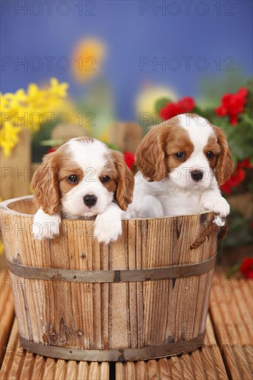 Cavalier King Charles Spaniel