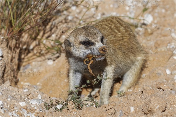Meerkat (Suricata suricatta)