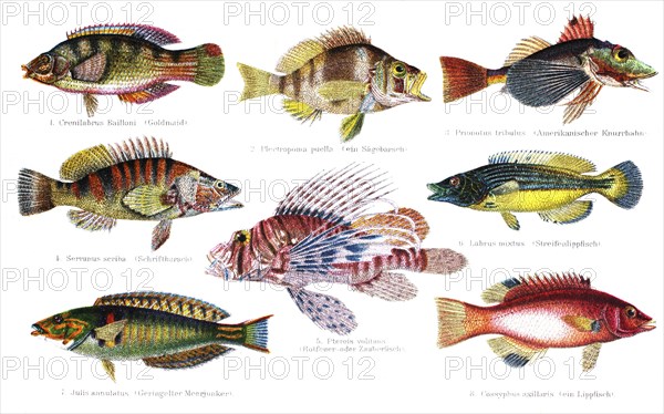 Colorful fishes