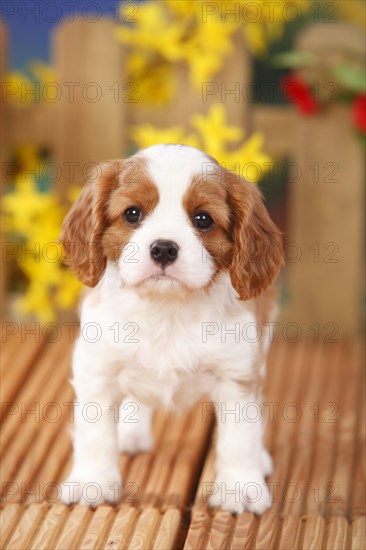 Cavalier King Charles Spaniel