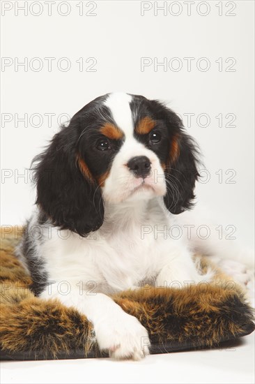 Cavalier King Charles Spaniel