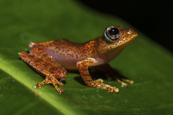 Tree climbing frog species (Boophis pyrrhus) sits on leaf