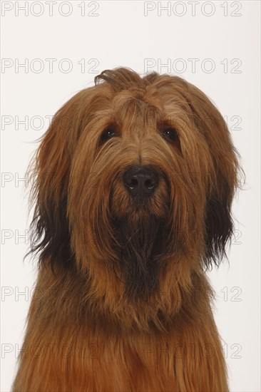 Briard