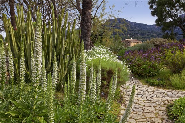 Tower of jewels (Echium simplex)