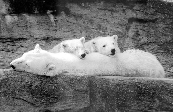 Polar bears