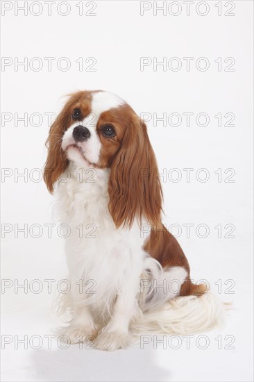 Cavalier King Charles Spaniel