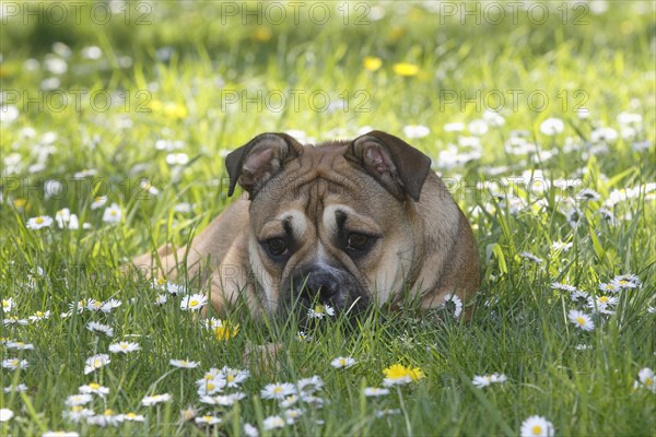 Continental Bulldog