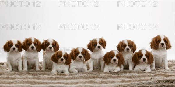Cavalier King Charles Spaniel