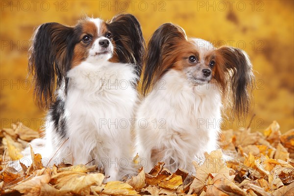 Papillons