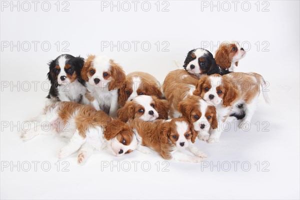 Cavalier King Charles Spaniel