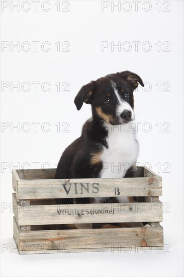 Border Collie