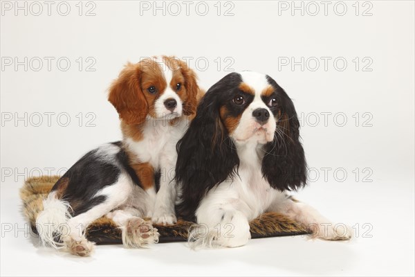 Cavalier King Charles Spaniel