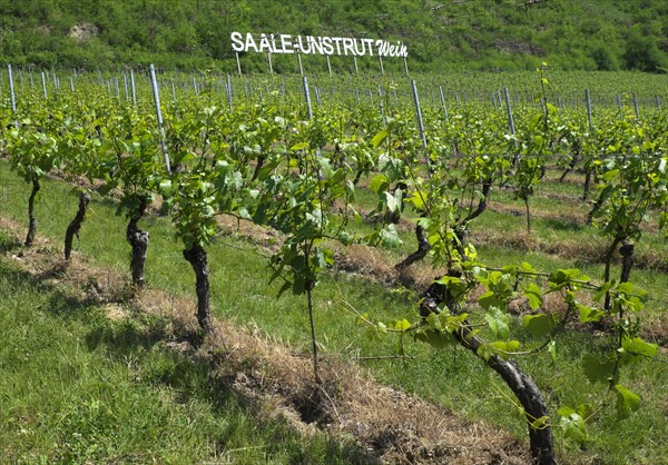 Vineyard near Bad Kosen