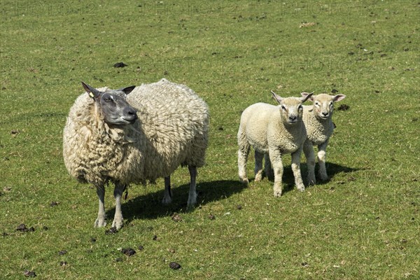 Texel sheep