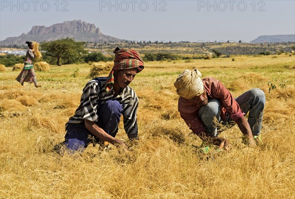 Farmers harvesting Teff (Eragrostis tef) with the sickle