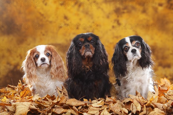 Cavalier King Charles Spaniel
