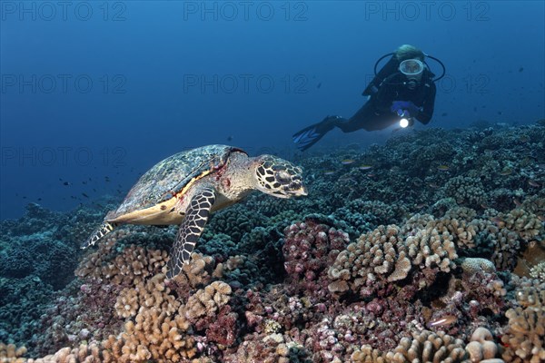 Diver observes Green Sea Turtle (Chelonia mydas) over coral reef with bush corals (Pocillopora)
