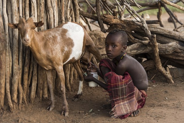 Little boy milking goat