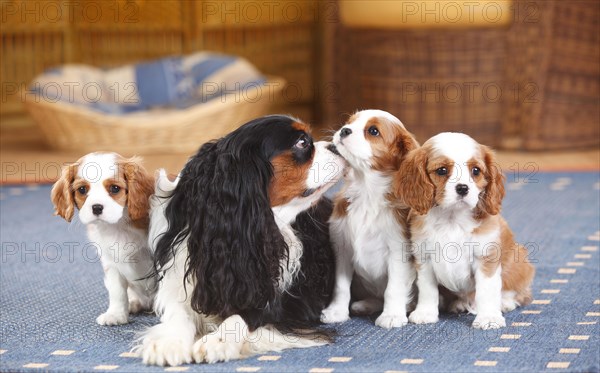 Cavalier King Charles Spaniel