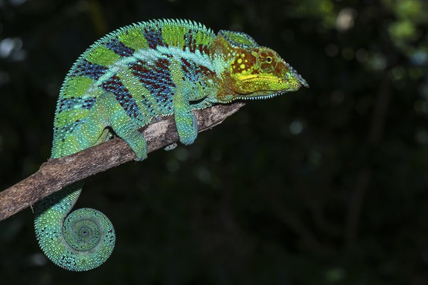 Panther chameleon (Furcifer pardalis)