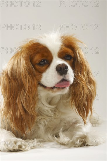 Cavalier King Charles Spaniel