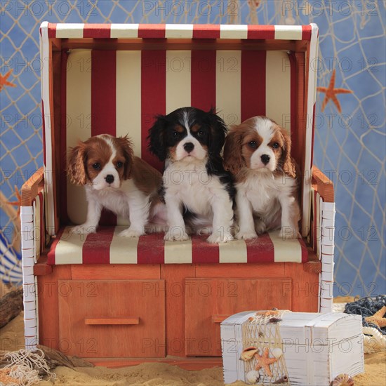 Cavalier King Charles Spaniel