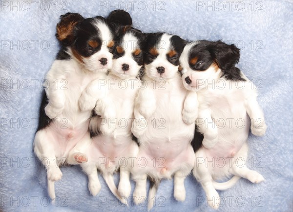 Cavalier King Charles Spaniel
