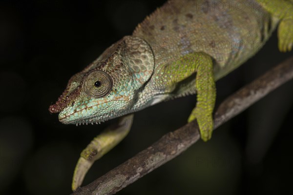 Blue-legged chameleon (Calumma crypticum)