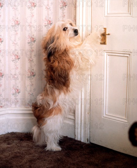 Dog opens door