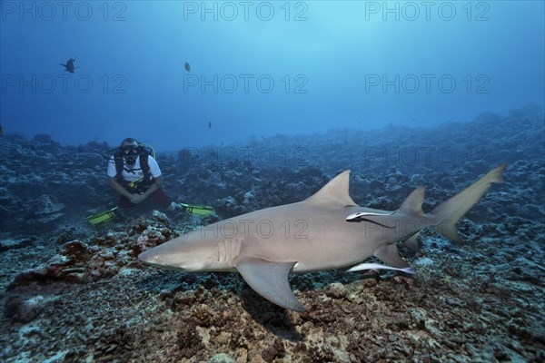 Diver
