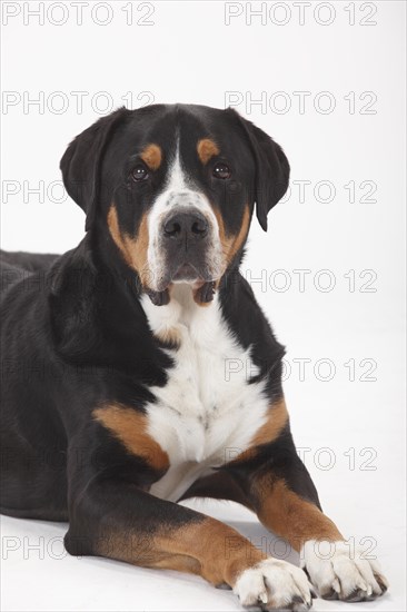 Large Swiss Mountain Dog