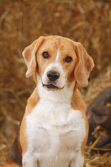 Beagle