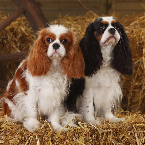 Cavalier King Charles Spaniel