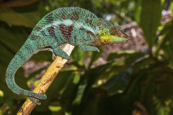 Panther chameleon (Furcifer pardalis)